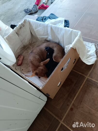 Собаки щенки