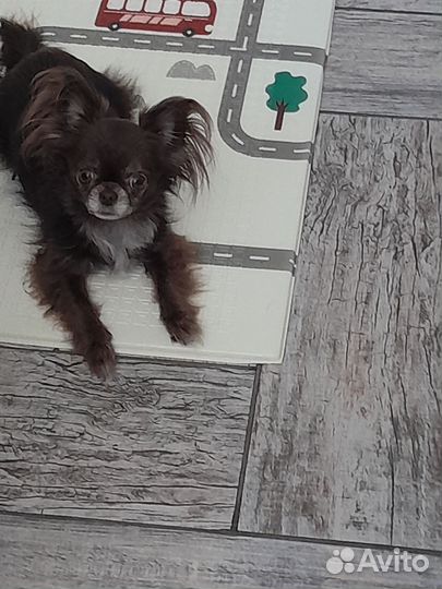 Передержка домашних животных