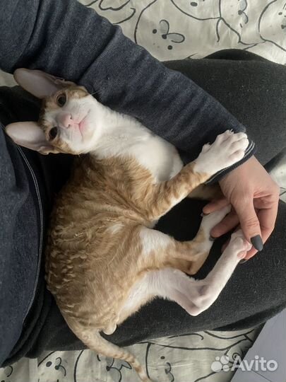 Корниш рекс котенок