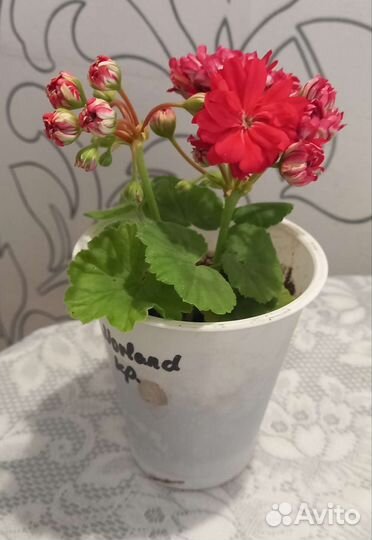 Срртовые пеларгонии (герань)