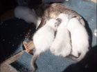 Котята тайской кошки
