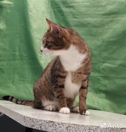 Кот Красавчик украсит вашу жизнь