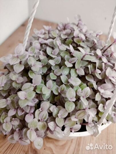 Каллизия розовая пантера