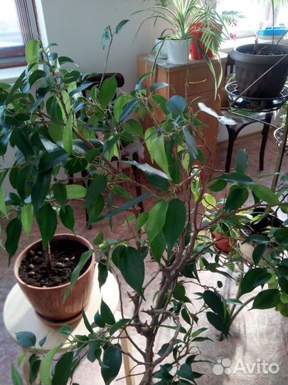 Комнатные растения