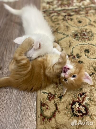 Котята мейн-кун
