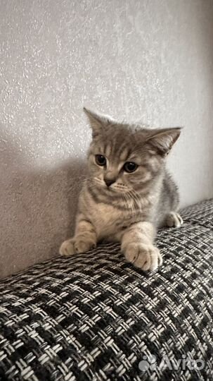 Британская кошка бесплатно