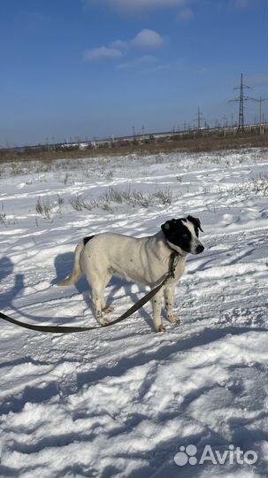 Собака в добрые руки отдам бесплатно