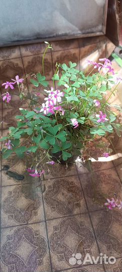 Замиокулькас