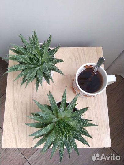 Алоэ остистое