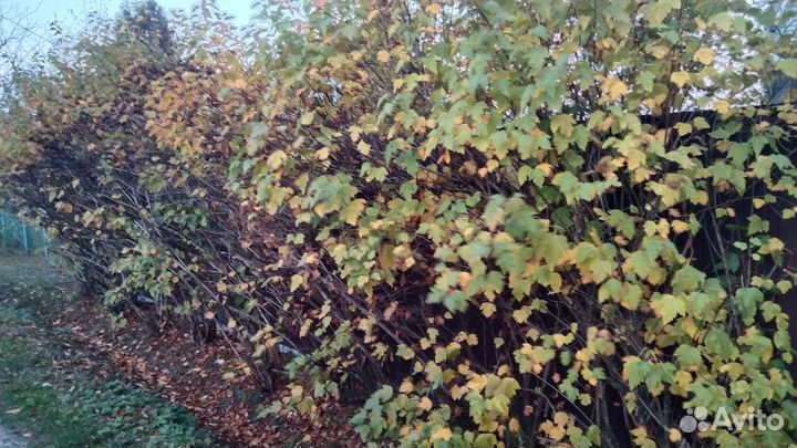 Пузыреплодник зеленый калинолистный