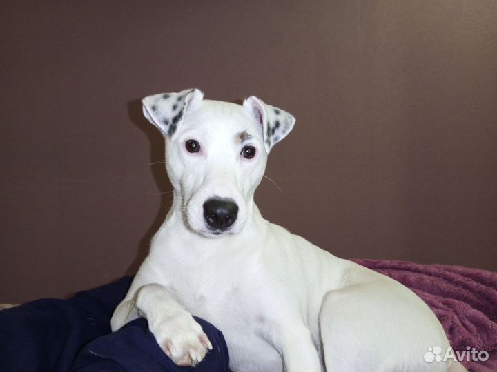 Вязка Джек Парсон Рассел терьер