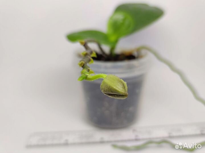 Орхидея фаленопсис Sogo Relex