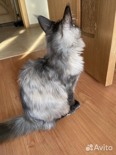 Котенок мейн-кун