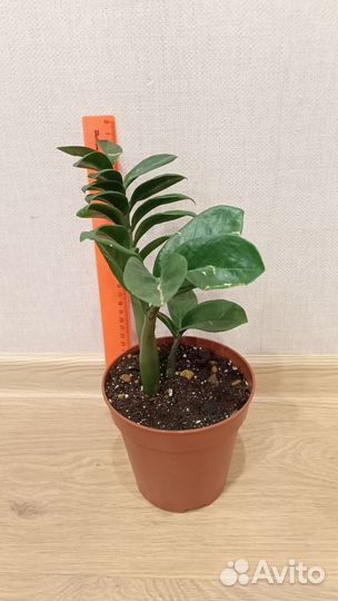 Замиокулькас зензи