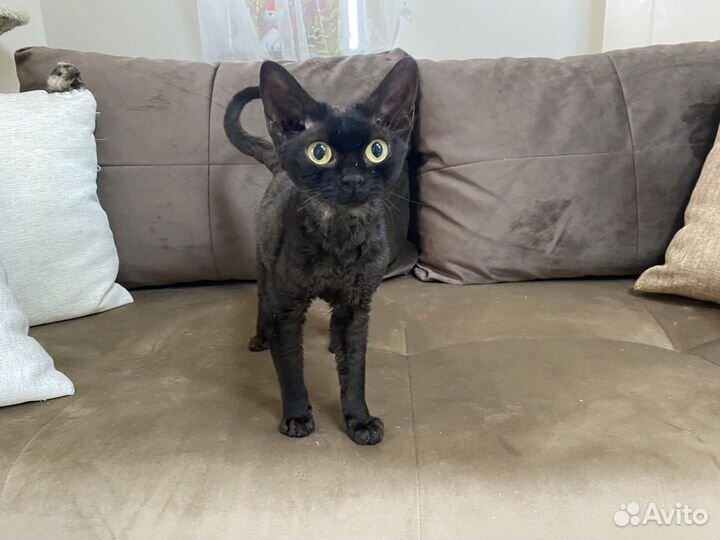 Девон-рекс черная Маргоша
