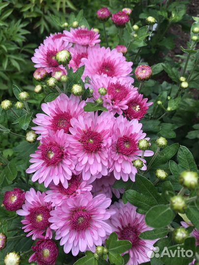 Цветы хризантемы