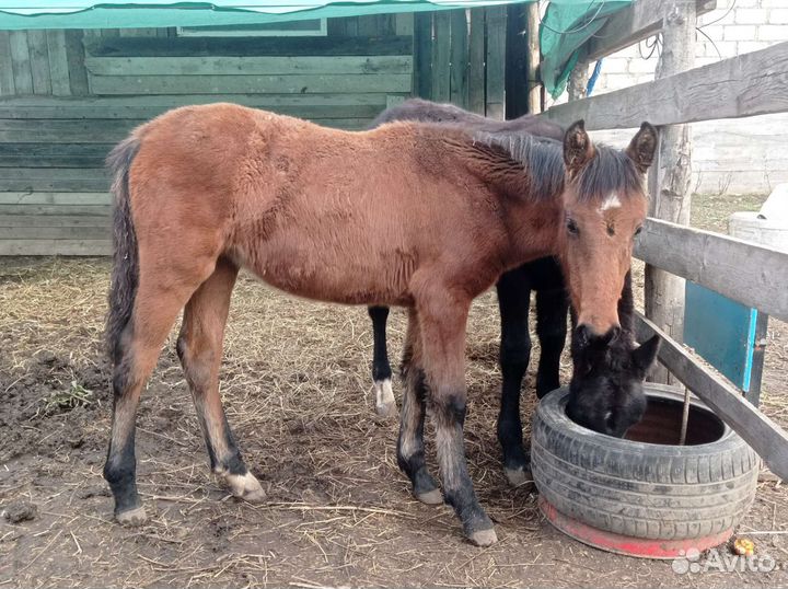 Ирландский пони. Жеребец