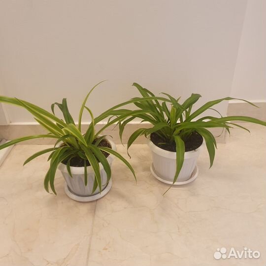 Фикус. Крассула. Традескнция. Хавортия. Хлорофитум