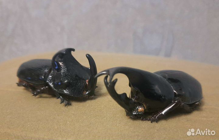 Жук-носорог