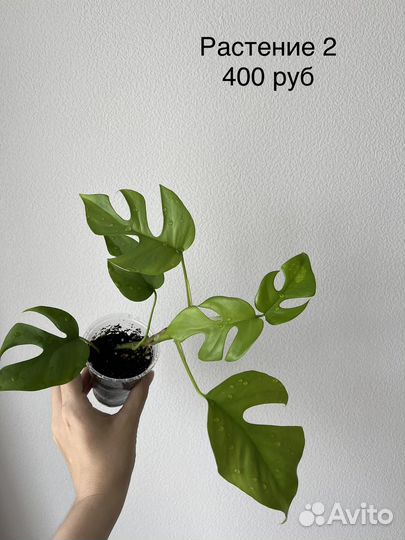 Монстера минима (рафидофора)