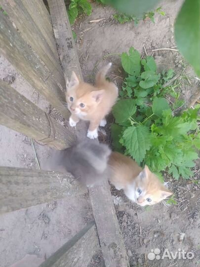 В добрые руки