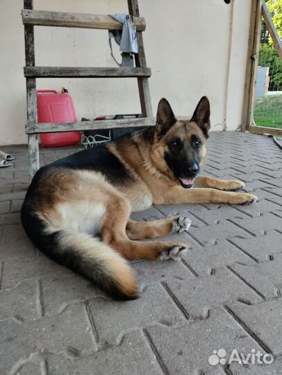 Вязка для продолжения родословной