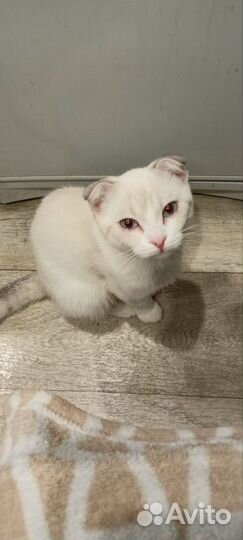 Отдам кота в добрые руки