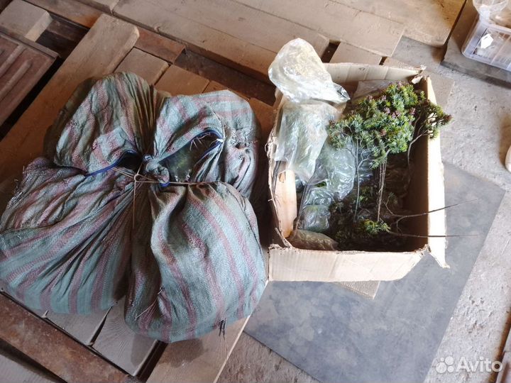 Куст сосны пластиковый, для изделий с деревом