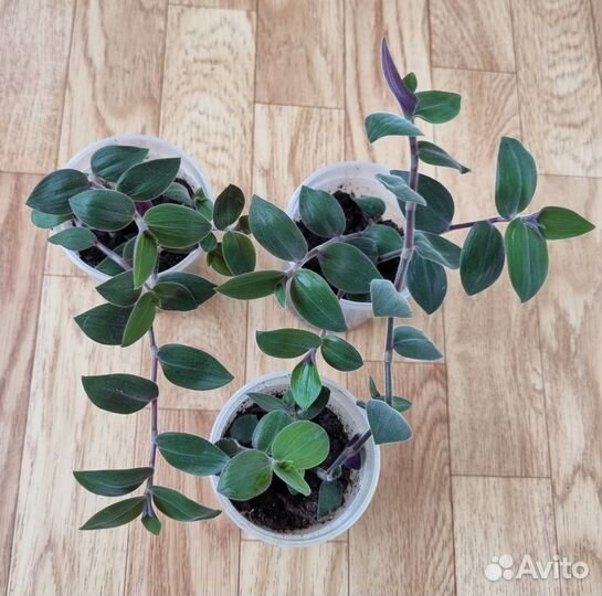 Традесканции Baby Bunny, Гибазис Фата невесты