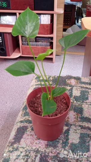 Антуриум Сиерра Оранж