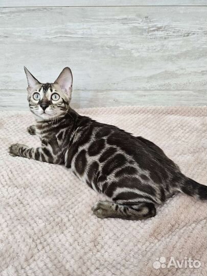 Бенгальский ласковый Малыш