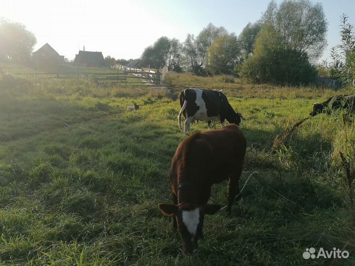 Продажа корова и телки