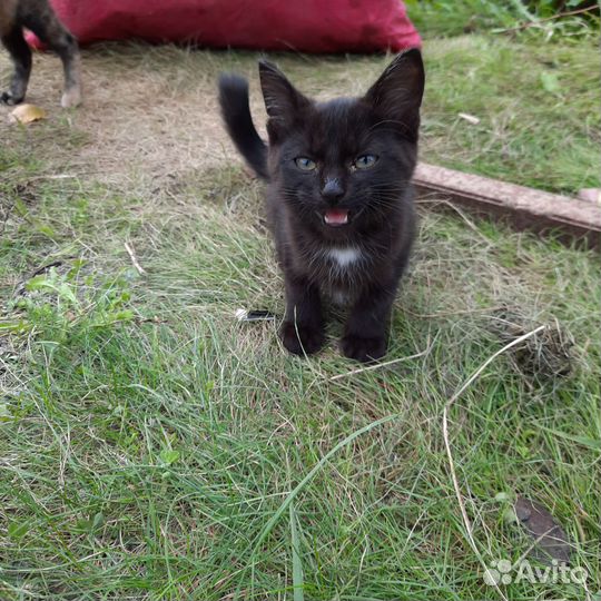 Черная кошка