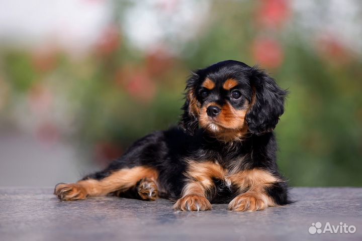 Щенки Кавалер кинг чарльз спаниель