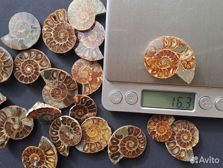 Окаменелости аммониты