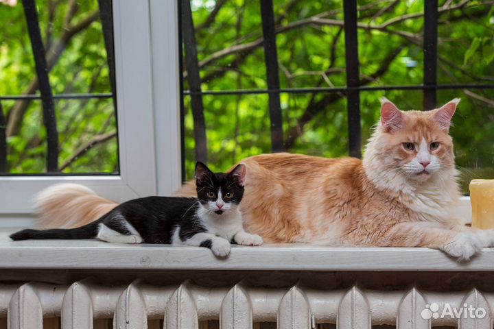 Котенок девочка