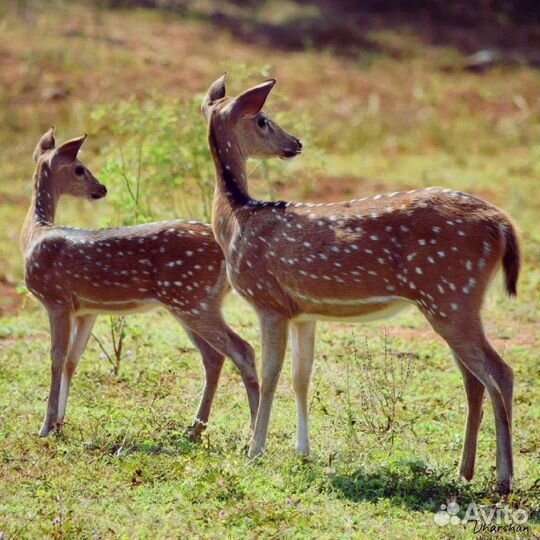 Продам готовую картину ручной работы