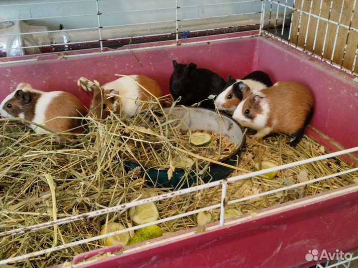 Животные оптом