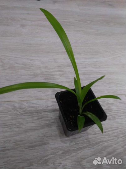 Хлорофитум