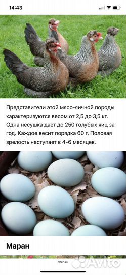 Инкубационное яйцо кур
