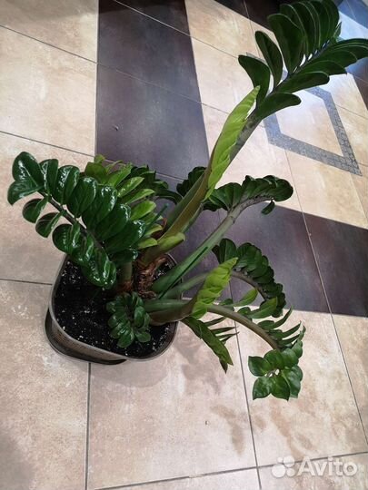 Замиокулькас зензи