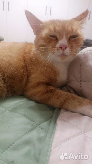 Кошка Ватрушка