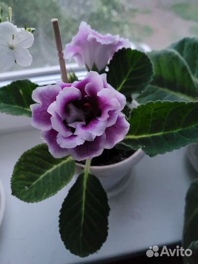 Глоксинии детки