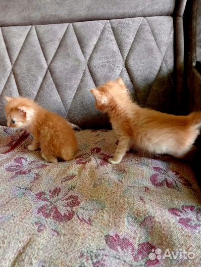 Спасенные очень красивые котята ищут дом