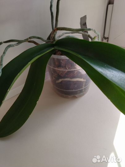 Орхидея фаленопсис