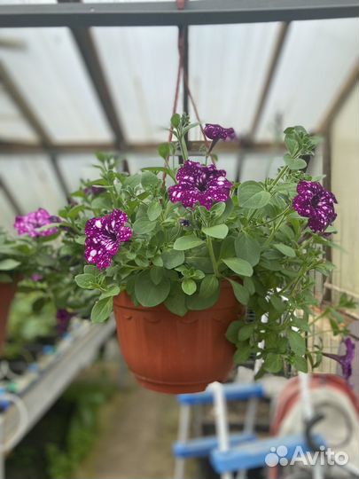 Однолетние цветы