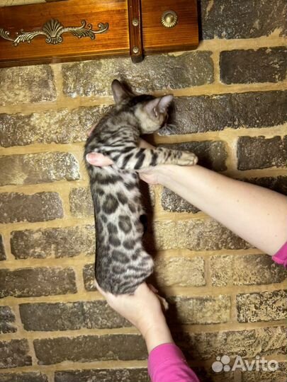 Бенгальская девочка 