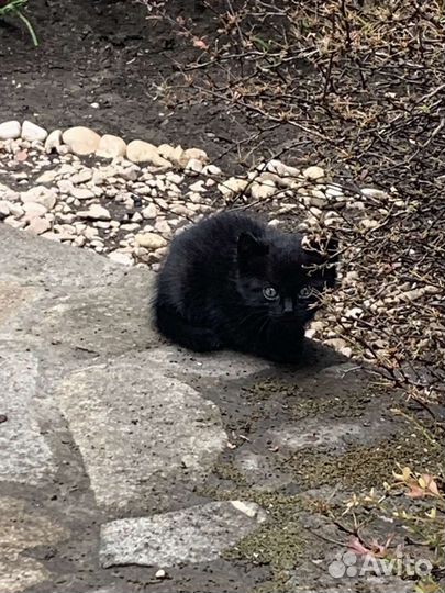 Котята ищут семью