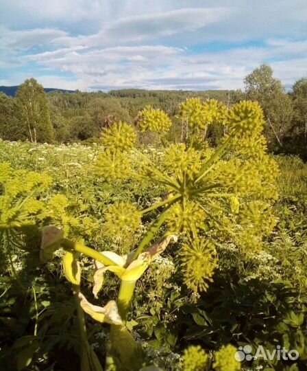 Экслюзивный дорогой мёд - дягелевый