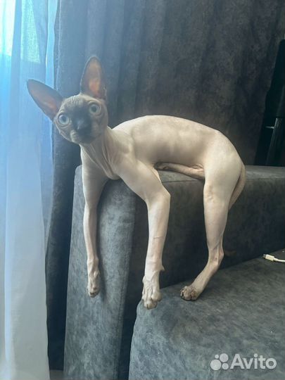 Канадский сфинкс вязка